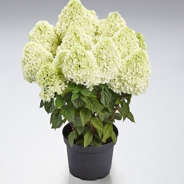 Hydr-paniculata-PANDALUS-2-HBA-slider-1600-x700 — копия